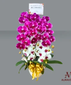 ANG1 Anggrek Bunga Meja - Orchid Arrangment