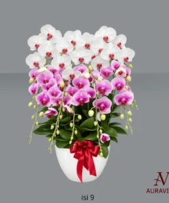 ANG10 Anggrek Bunga Meja - Orchid Arrangment