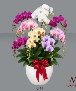 ANG12 Anggrek Bunga Meja - Orchid Arrangment