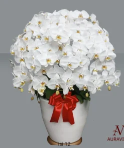 ANG13 Anggrek Bunga Meja - Orchid Arrangment