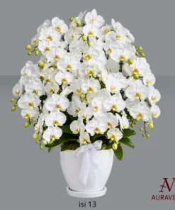 ANG14 Anggrek Bunga Meja - Orchid Arrangment