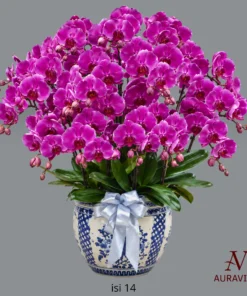 ANG15 Anggrek Bunga Meja - Orchid Arrangment