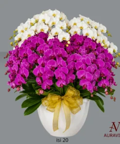 ANG17 Anggrek Bunga Meja - Orchid Arrangment