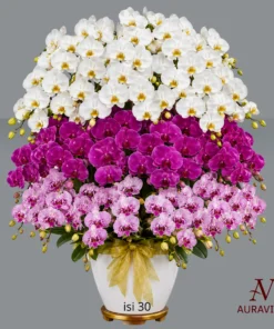 ANG19 Anggrek Bunga Meja - Orchid Arrangment