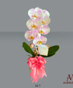 ANG2 Anggrek Bunga Meja - Orchid Arrangment