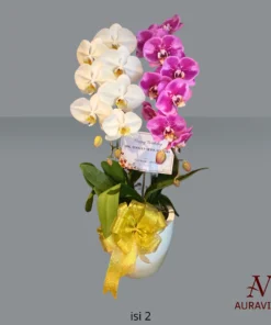 ANG3 Anggrek Bunga Meja - Orchid Arrangment