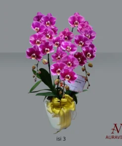 ANG4 Anggrek Bunga Meja - Orchid Arrangment