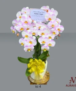 ANG5 Anggrek Bunga Meja - Orchid Arrangment