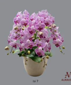 ANG8 Anggrek Bunga Meja - Orchid Arrangment