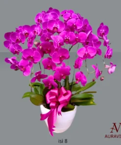 ANG9 Anggrek Bunga Meja - Orchid Arrangment