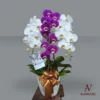 Bunga Meja - Orchid Arrangment 2 Anggrek Orchid Arrangment 1 Bunga Meja - Orchid Arrangment