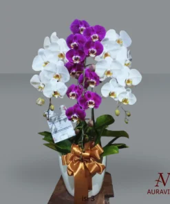 Auravine Jual Karangan Bunga Jakarta 20 Bunga Meja - Orchid Arrangment