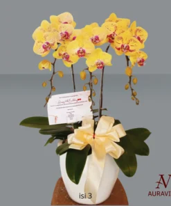 Anggrek Orchid Arrangment 2 Bunga Meja - Orchid Arrangment