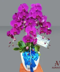 Anggrek Orchid Arrangment 3 Bunga Meja - Orchid Arrangment