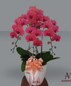Anggrek Orchid Arrangment 5 Bunga Meja - Orchid Arrangment