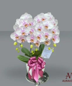 Anggrek Orchid Arrangment 7 Bunga Meja - Orchid Arrangment