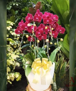 Anggrek Orchid Arrangment 9 Bunga Meja - Orchid Arrangment